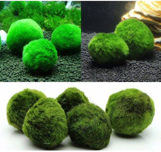 Tảo Cầu Marimo - Đồ Trang Trí Bể Tép Bể Thủy Sinh