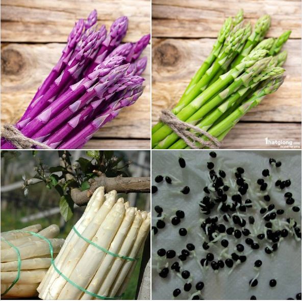 Combo 3 gói Hạt giống Măng Tây (xanh-trắng-tím) ( TẶNG gói kích thích hỗ trợ hạt nảy mầm)
