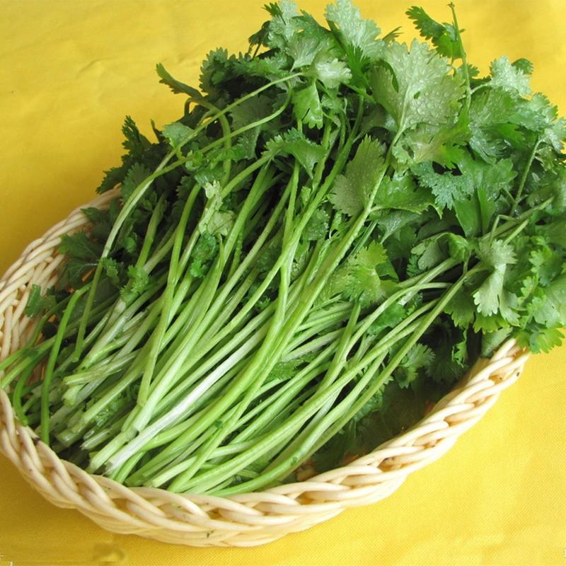 Hạt giống rau thơm ( cồn tía - rau ngò ) - 20gr/gói