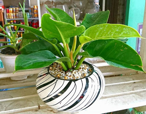 [Cây phong thủy] Trầu bà đế vương vàng - CayGiongTot