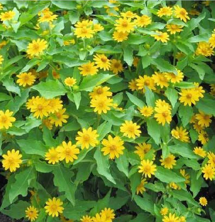Hạt giống hoa cúc mặt trời -gói 50 hạt