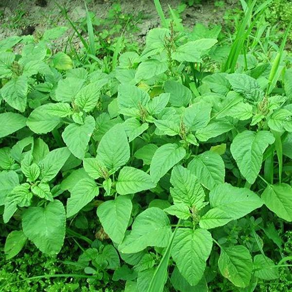 Hạt Giống Rau Dền Xanh Lá Nhọn (Lá Liễu)