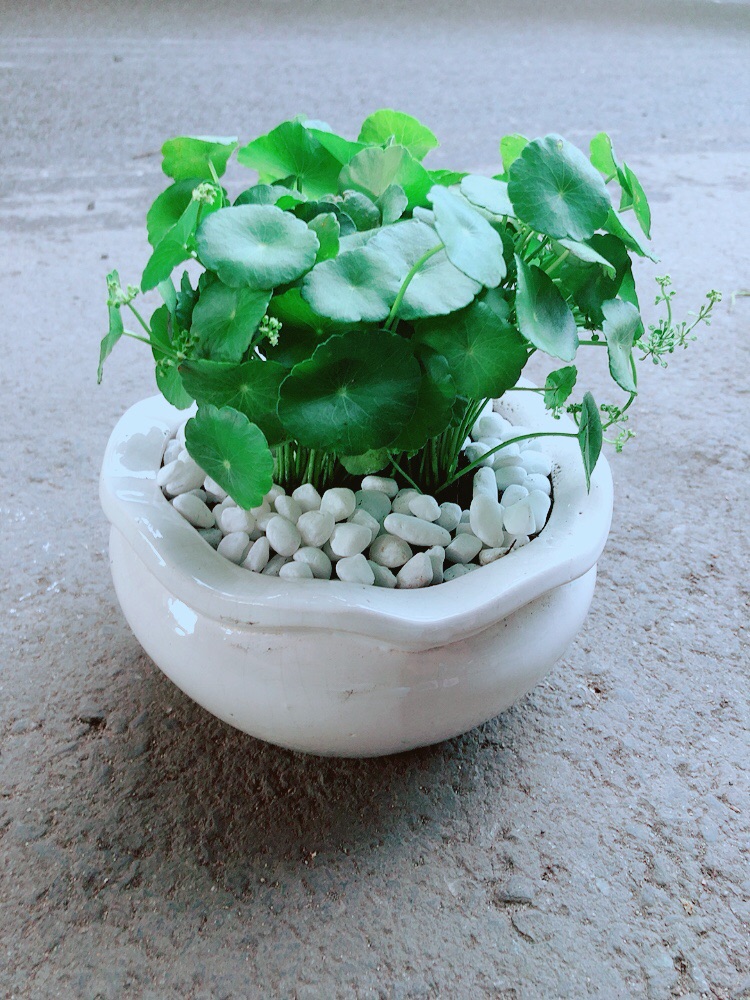 [HCM]Chậu Cỏ Đồng Tiền