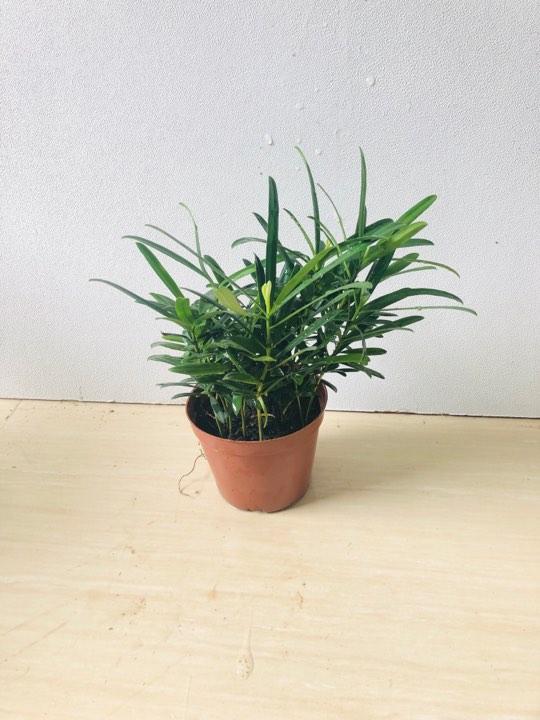 Cây tùng la hán + chậu