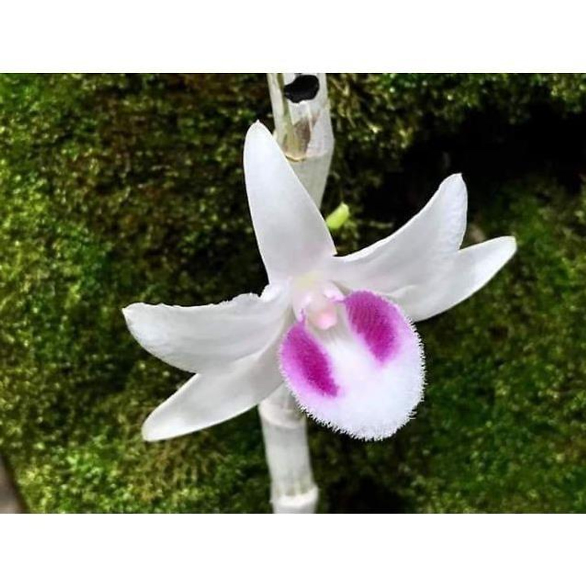 Phi điệp(giả hạc) 5 cánh trắng 5ct phú thọ hàng gieo hạt