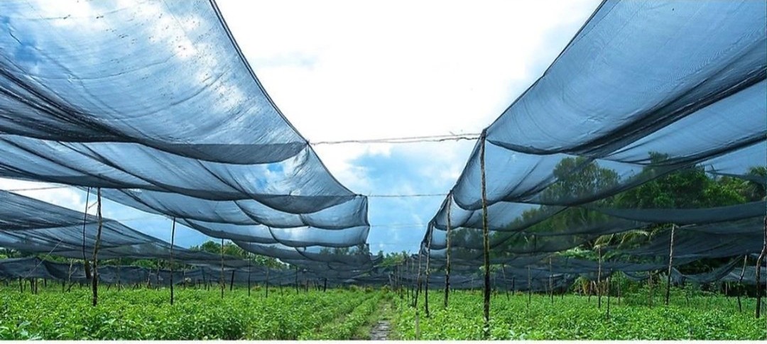 10m lưới lan che nắng 70%