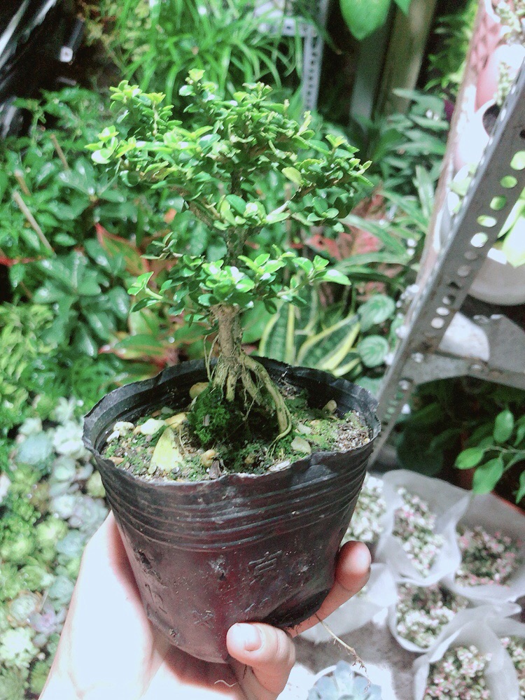 [HCM]Cây Sam Hương (cao 12cm ngang 7cm)