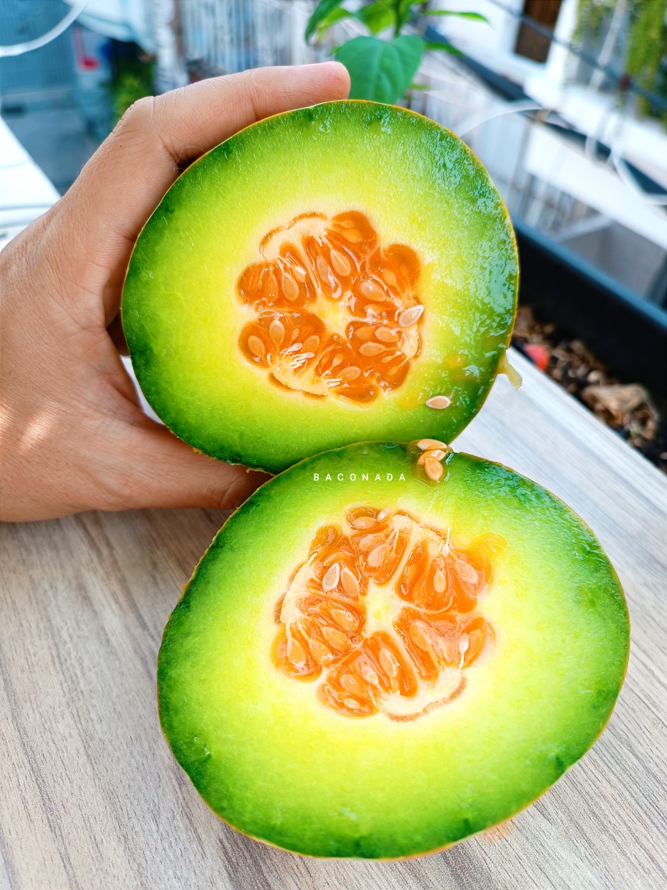 Hạt giống dưa bở thơm thái (50 hạt)