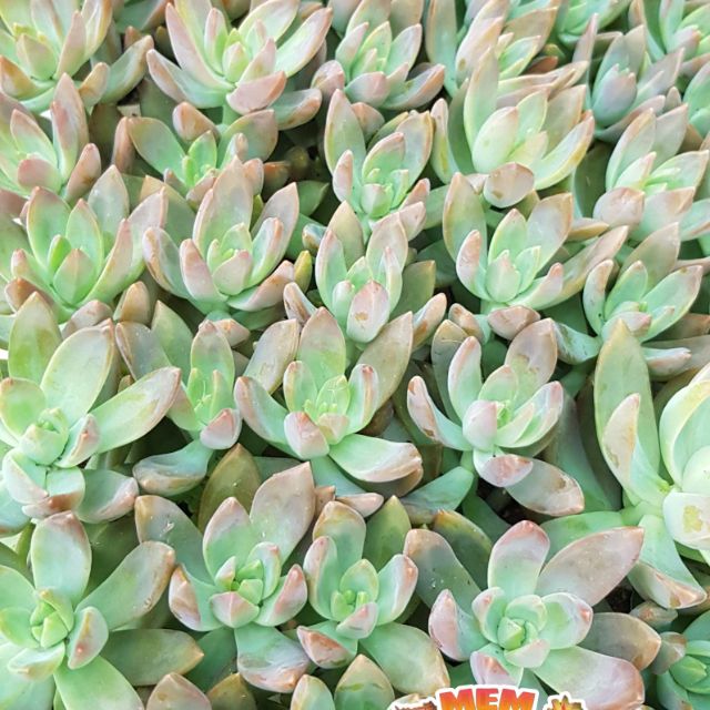 Sen đá Đá hường vĩ