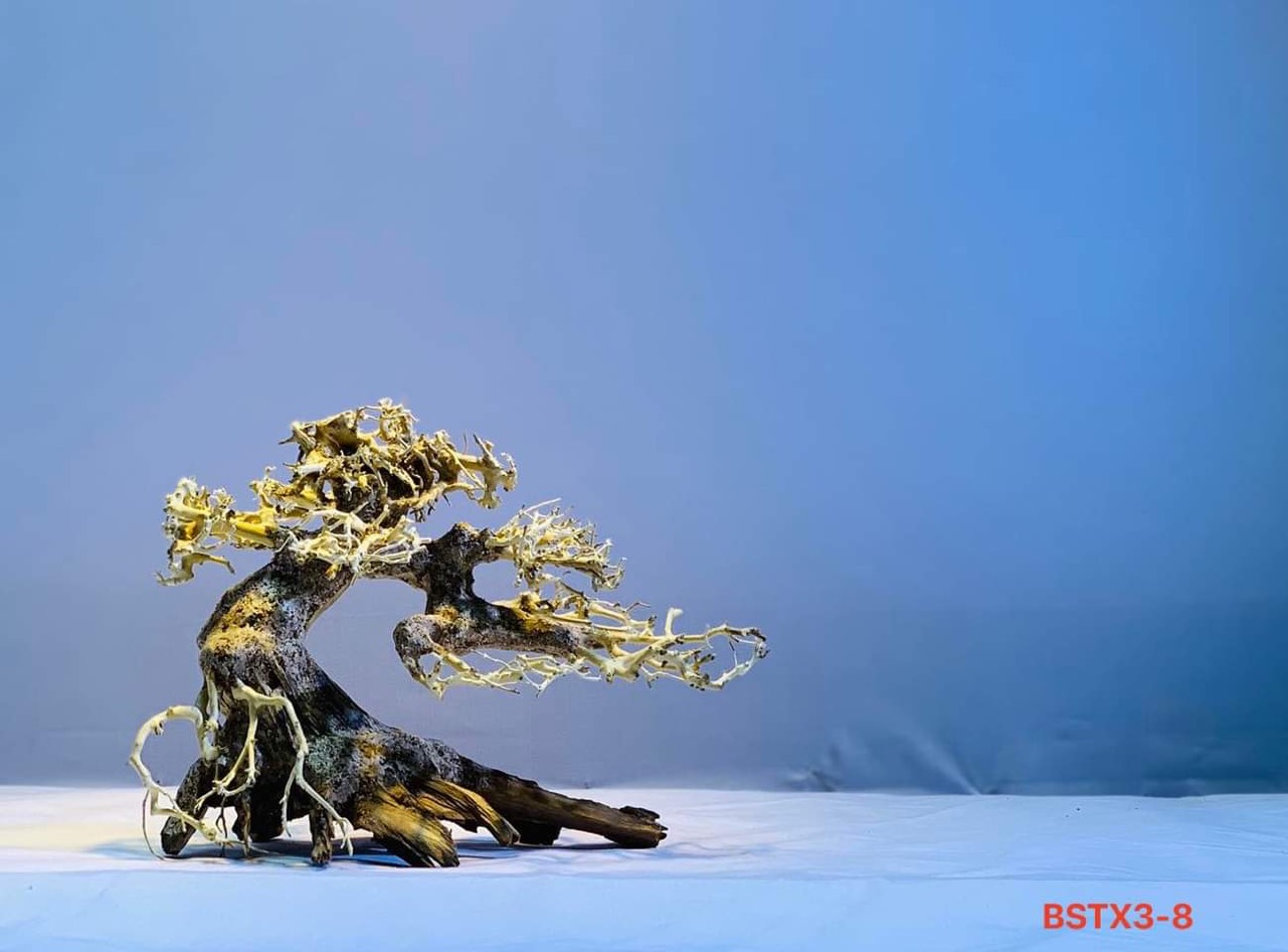 Gỗ lũa thủy sinh _ BSTX3_Driftwood bonsai 15*20 (cm) Cây gỗ lũa bonsai dáng đổ (Có 6 loại: Tán xương, tán gỗ, Bông Tùng xanh, Bông Tùng đỏ, Tùng Cam, Tùng màu kem)