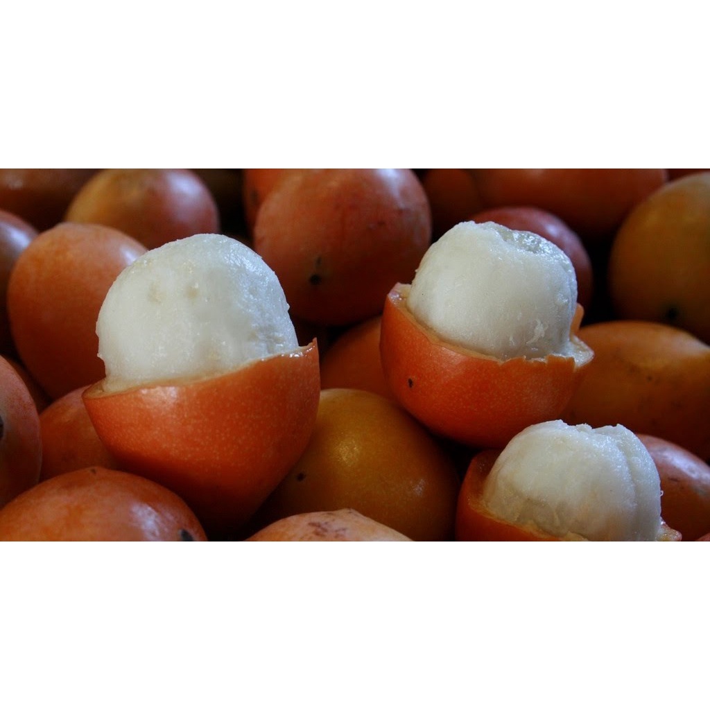măng cụt vàng - cây giống nhập khẩu