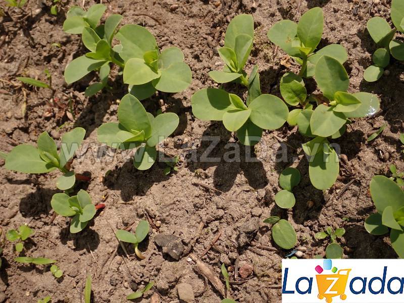 2GR 90.HẠT Hạt Giống Cây Tuyết Núi (| -KD: B21*X58)
