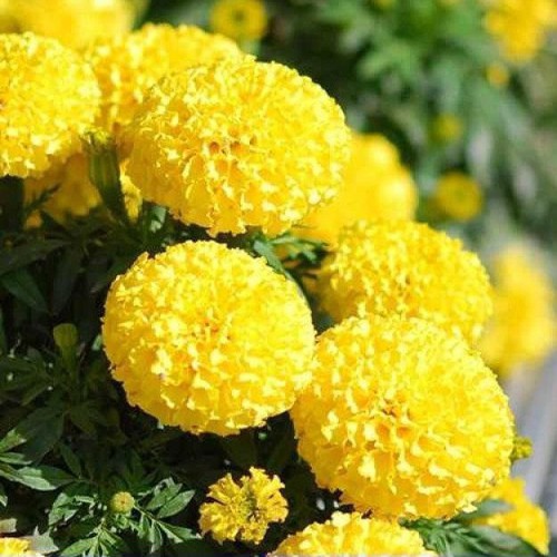 30 Hạt giống hoa cúc vạn thọ vàng chanh
