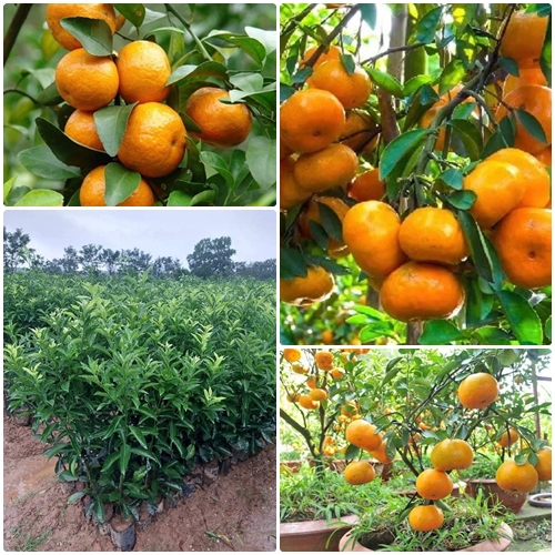 Giống quýt ngọt thái lan không hạt