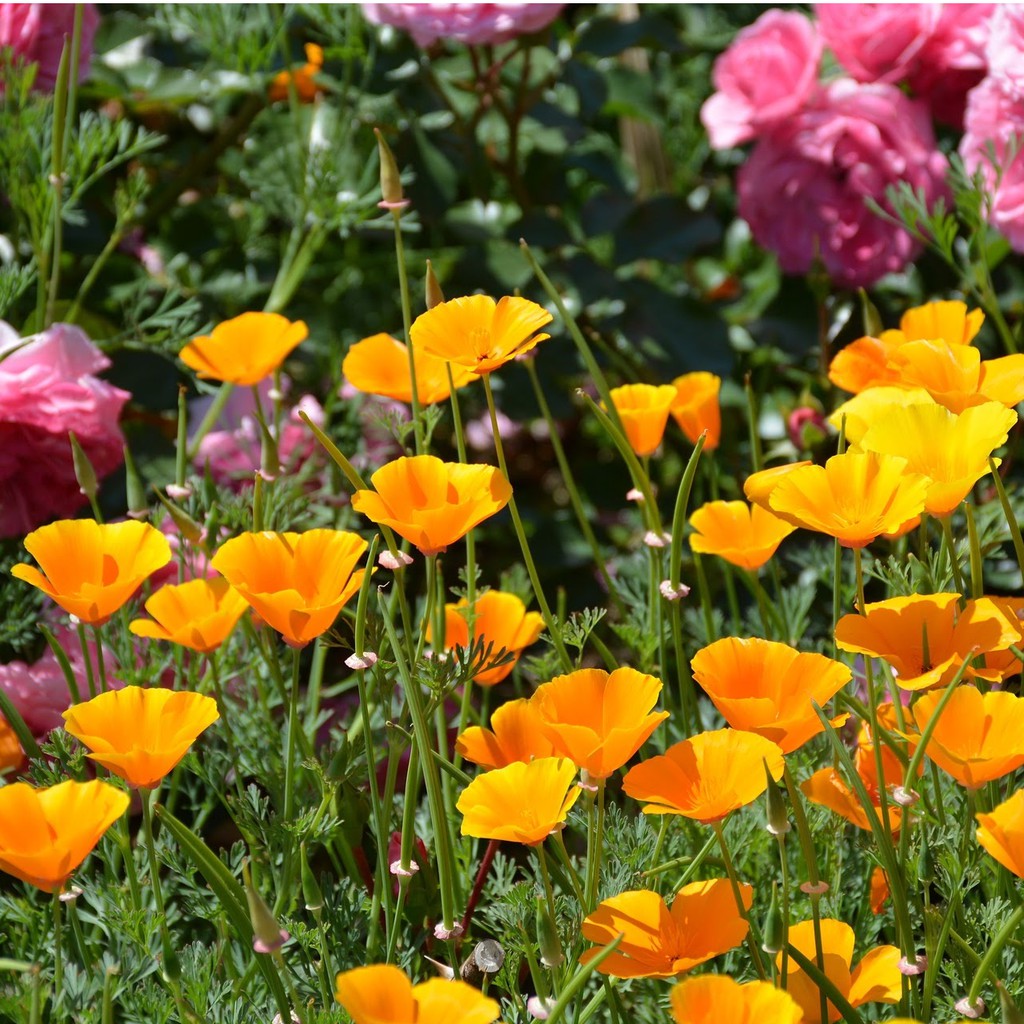 Hạt giống hoa poppy