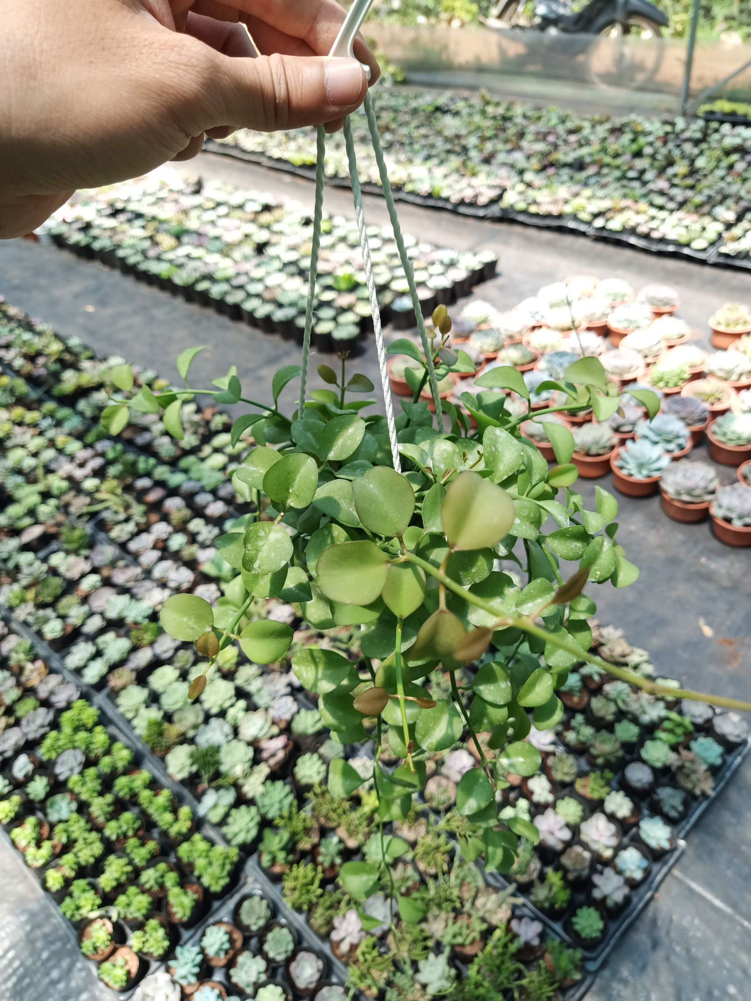 Cây lan Đô-la - chậu treo