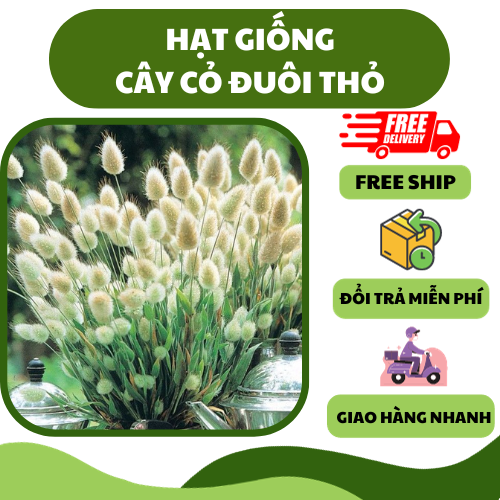 Hạt giống cỏ đuôi thỏ - dễ trồng, trang trí đẹp, sống lâu năm