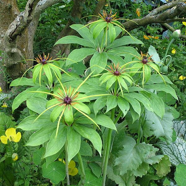 [3 packs] - paris polyphylla