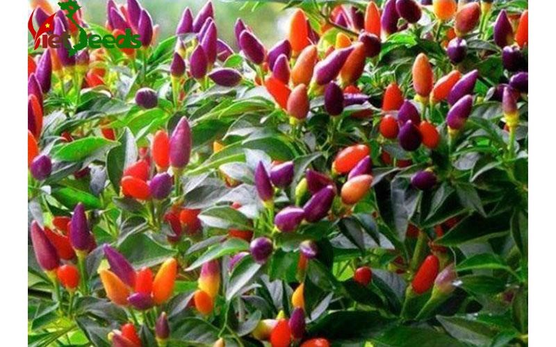 Hạt giống Ớt kiểng nhiều màu VTP80 | Vạn Tín Store