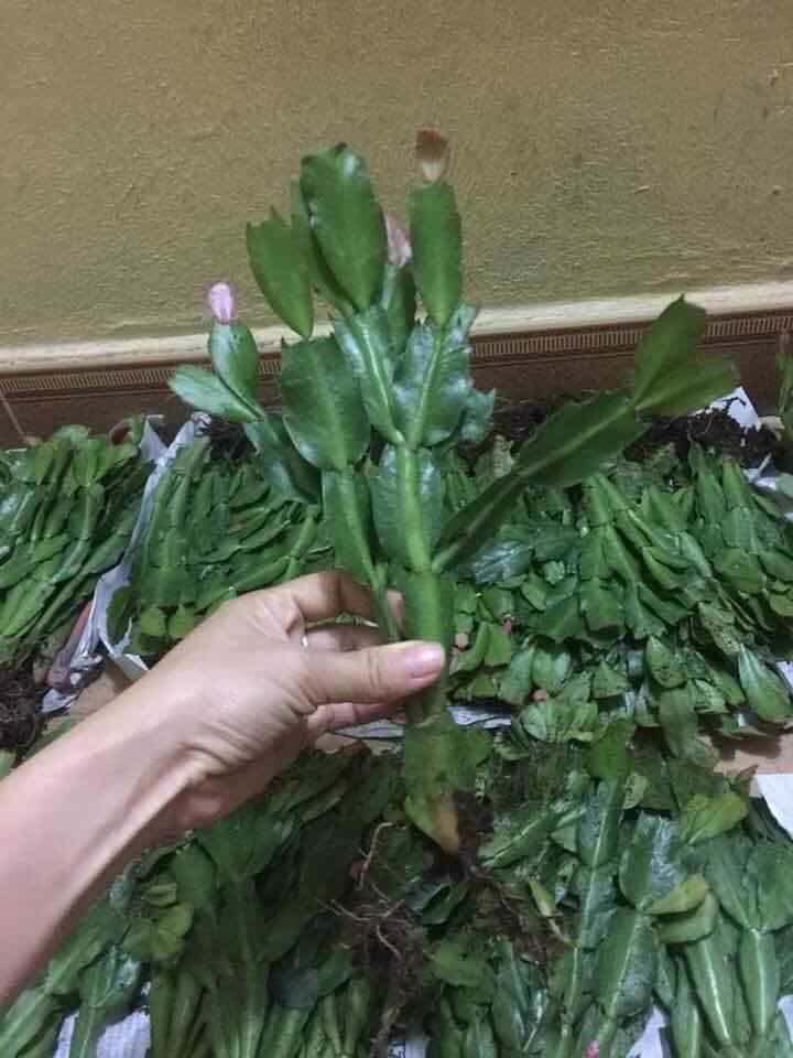 Hoa lan càng cua – cây tiểu quỳnh -hoa đẹp độc đáo hàng cây giống - lcccg