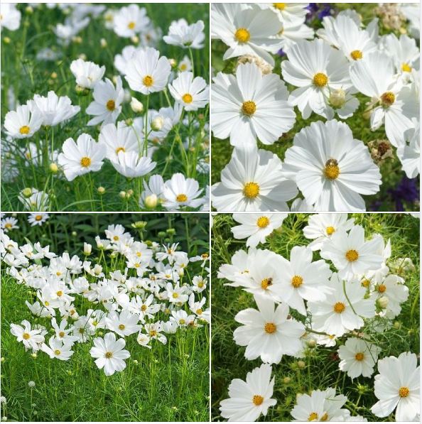 Túi 100 Hạt Giống Hoa Cúc sao nhái trắng . Hạt Giống Chất Lượng Cao