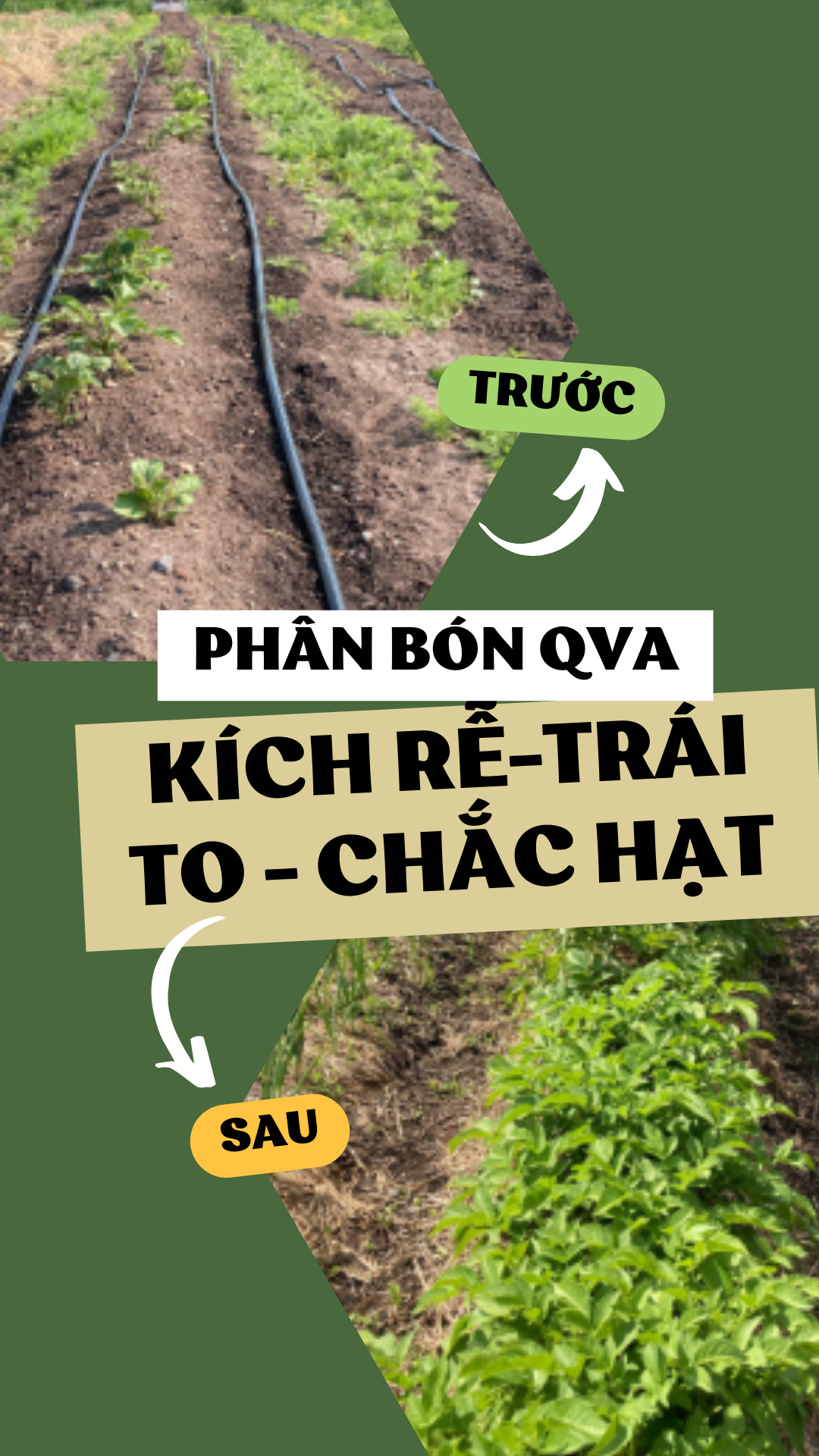 Phân bón QVA Kích rễ - Trái to - Chắc hạt (1kg-3kg)