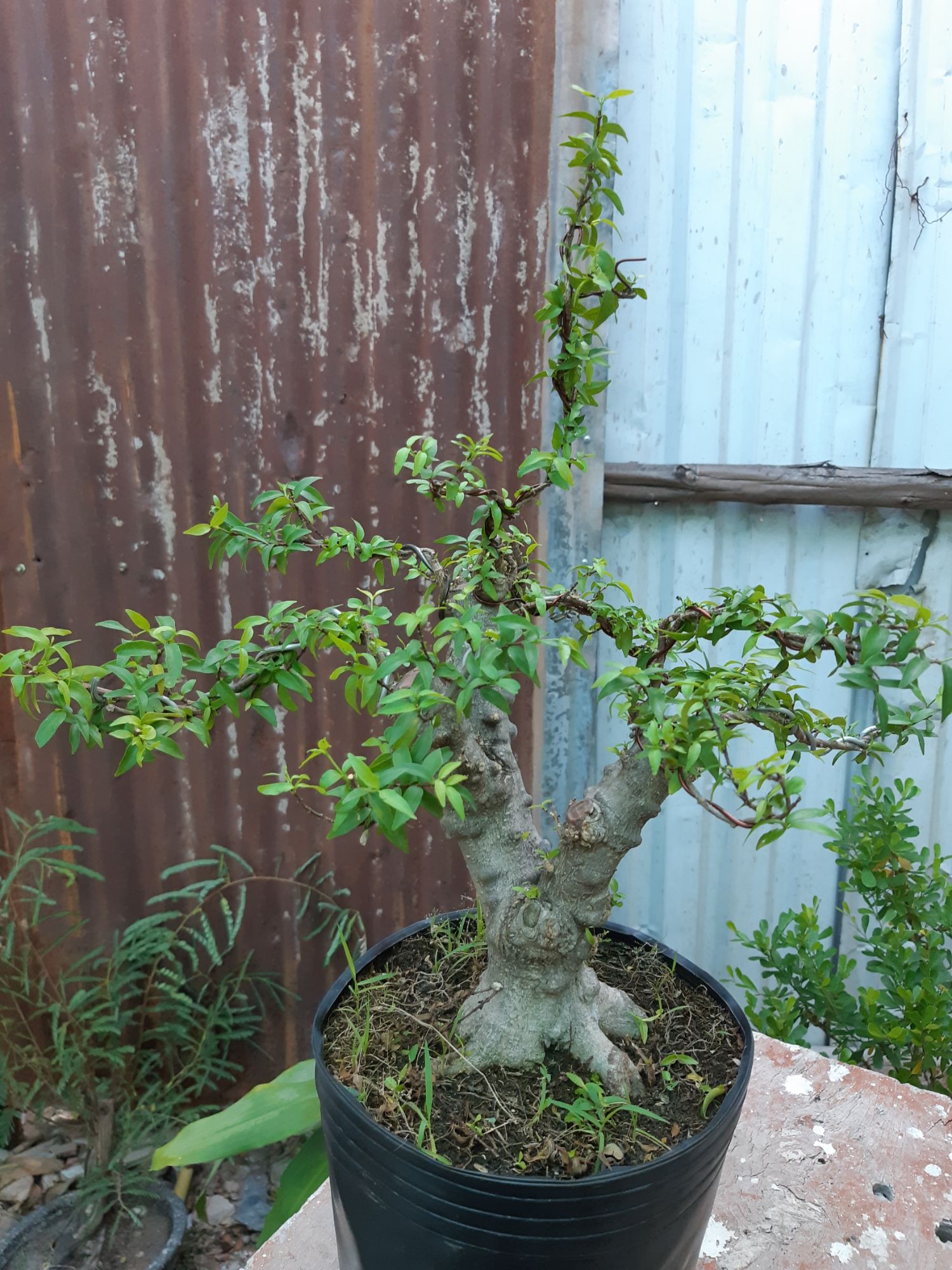 mai chiếu thủy gốc gân lớn