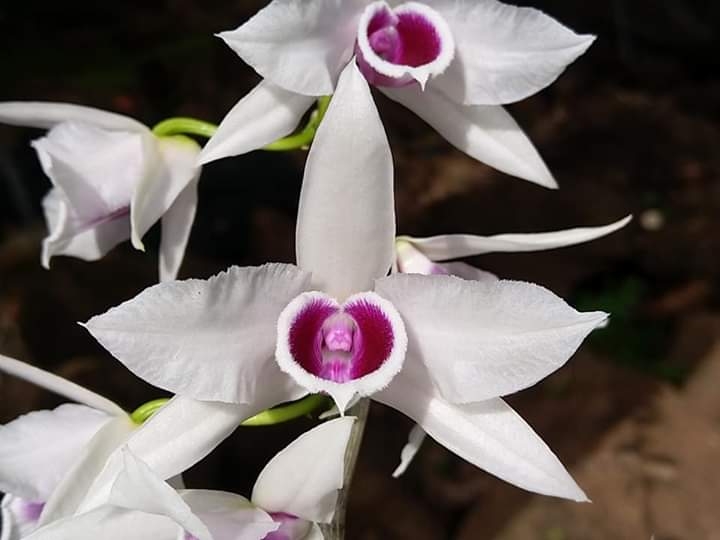 Phi điệp 5ct họng tím giống