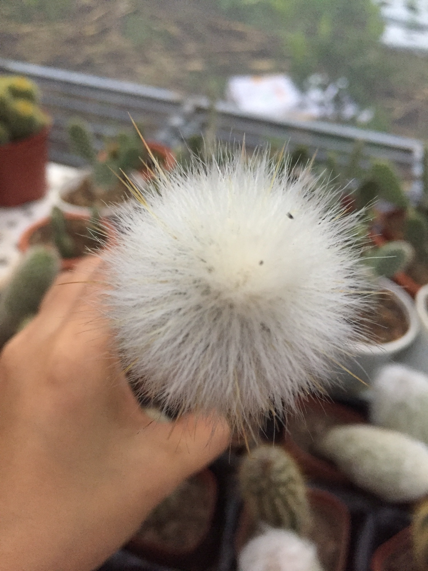 Xương Rồng Tuyết Trụ