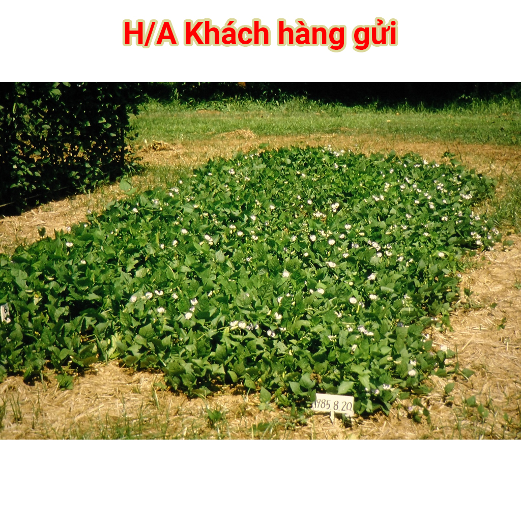 Hạt giống Đậu Rồng Tứ Quý – 20gram