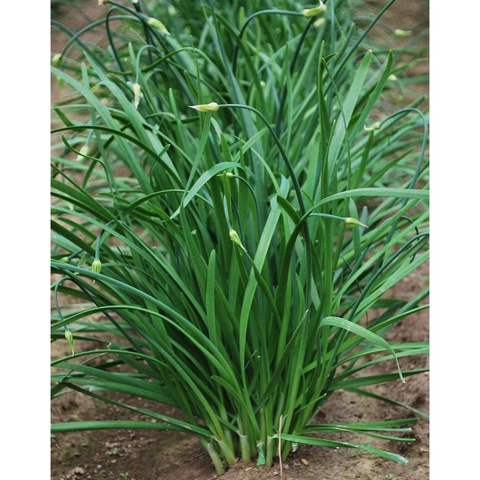 Hạt giống rau hẹ ta -gói 1 gram(tặng kèm phân bón)