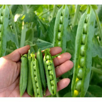 [gói 10G] HẠT GIỐNG ĐẬU HÀ LAN