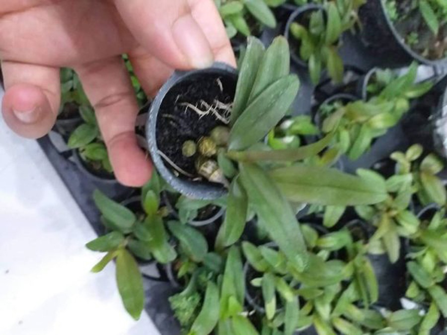 giả hac di linh tím xuân