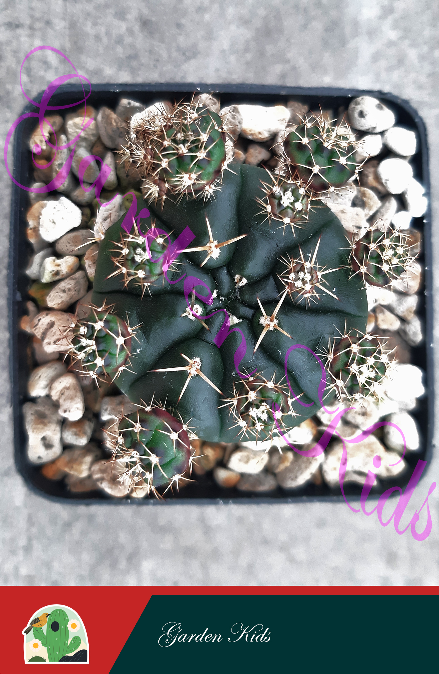 Xương rồng Gymnocalycium Damsii
