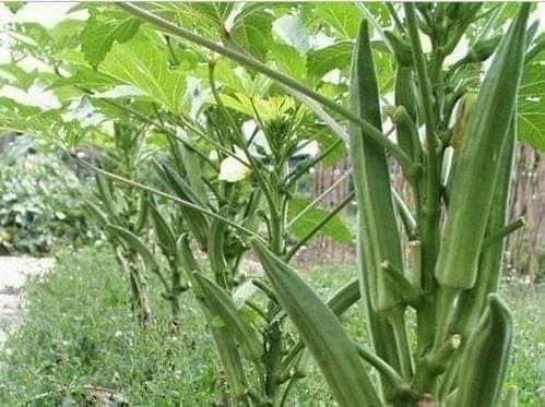 Hạt giống đậu bắp xanh gói 40 hạt