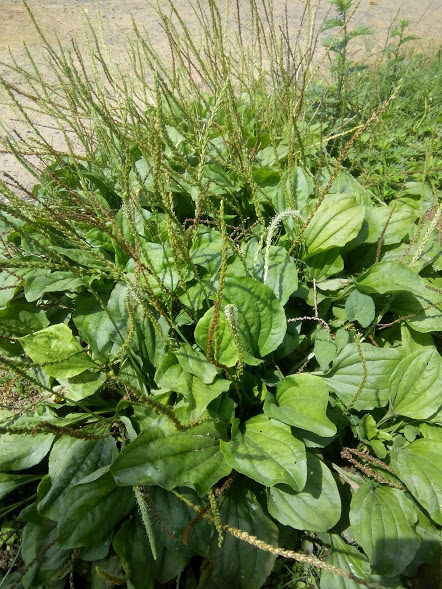 Cây mã đề tươi - gói 1kg