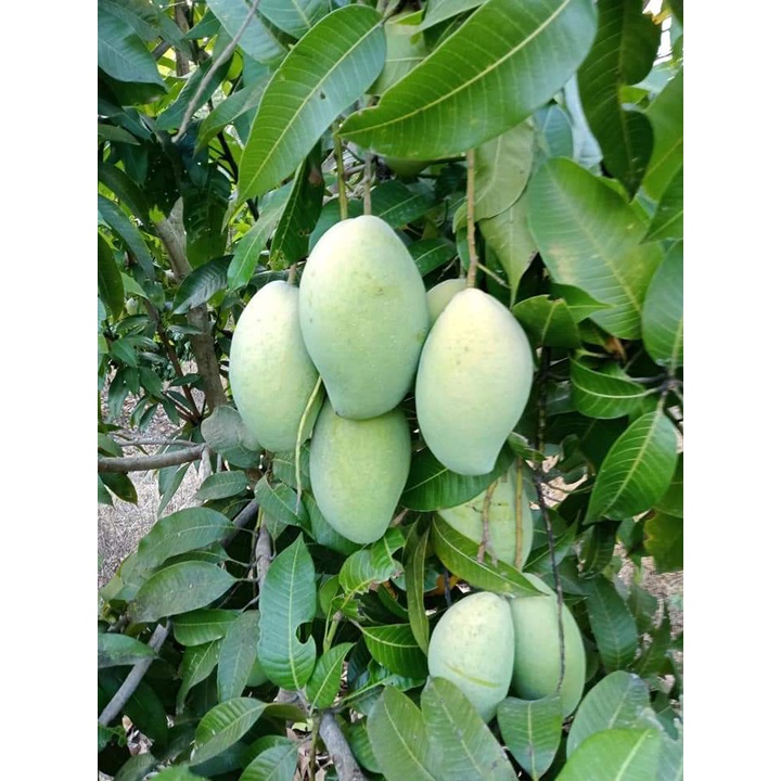 Cấy giống Xoài Keo CamPuchia. ( CÂY GHÉP SIÊU SỚM TRÁI)