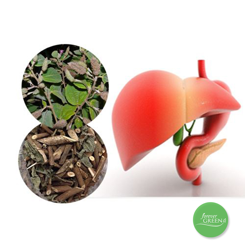 2kg Cây an xoa hỗ trợ về gan