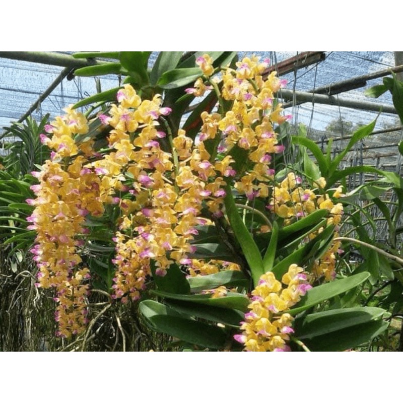 1 CÂY HOÀNG NHẠN THÁNG 4 THUẦN VƯỜN 2 NĂM