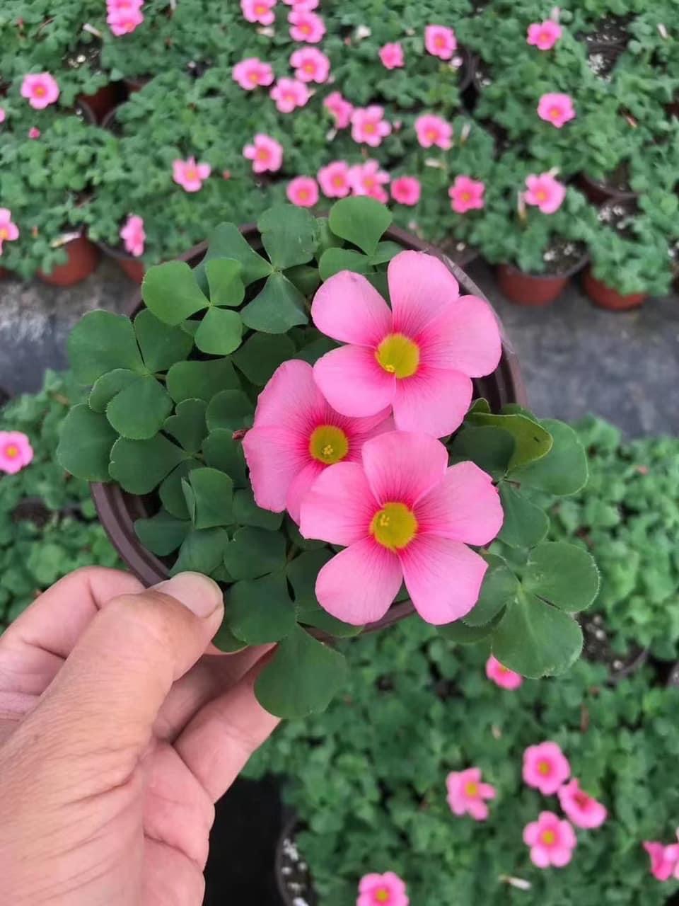 Củ cây Oxalis mini cánh bướm xanh-tím