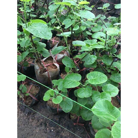 Cây kiwi ruột vàng (chuyên cây giống )