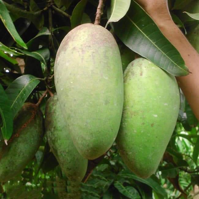 CÂY GIỐNG XOÀI TƯỢNG DA XANH (CÂY SIÊU TRÁI, QUẢ SIÊU TO)