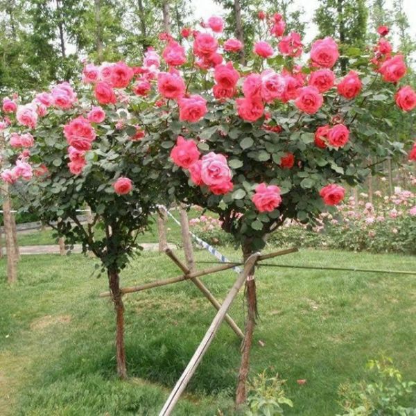 Combo 03 Gốc Hoa Hồng Thân Gỗ