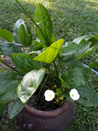 Cây BÁCH THỦY TIÊN, THỦY SINH