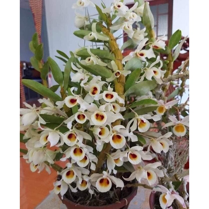 Hoa Lan quý hiếm hoàng phi hạc(1 khóm)