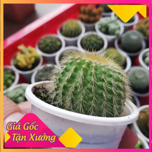 [HCM]Khu Vườn Xương Rồng Kim Huỳnh Vàng .