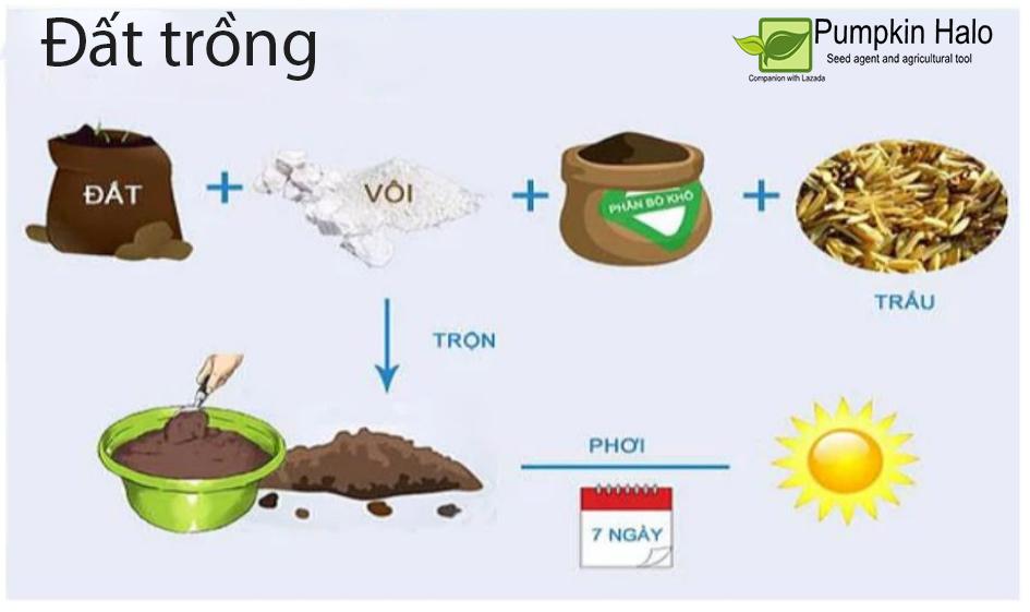 [HCM]CÀ RỐT MINI - HẠT GIỐNG THÁI - GÓI 500 HẠT .