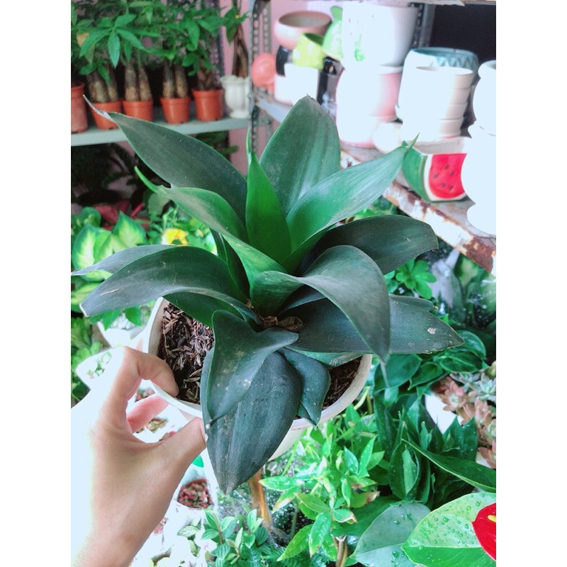 [HCM]Lưỡi Hổ Sansevieria Black Dragon