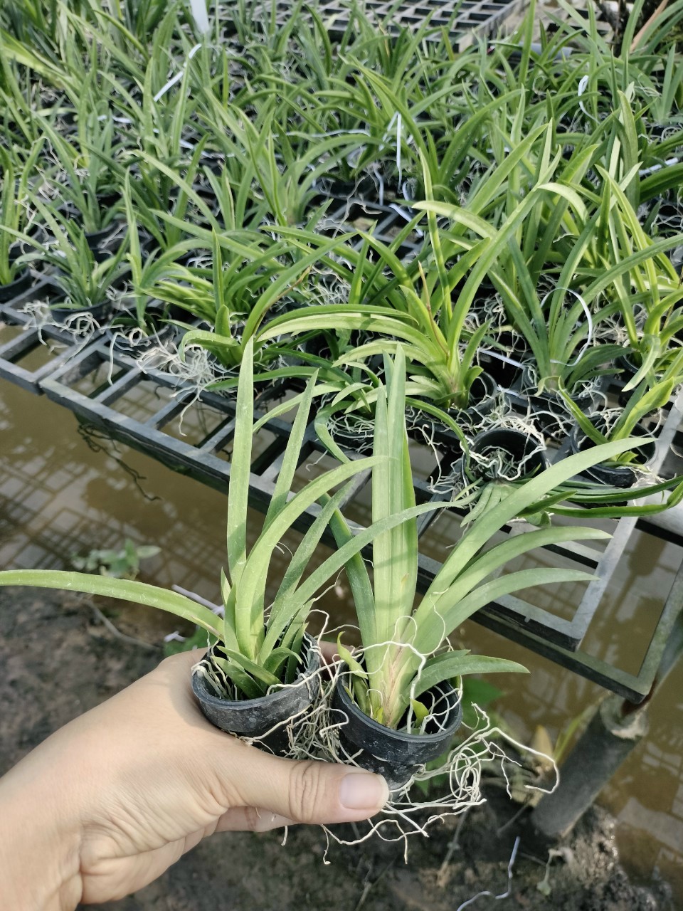 Hoa Lan Vũ Nữ Bút Chì trứng cút, cây cao 7- 10cm