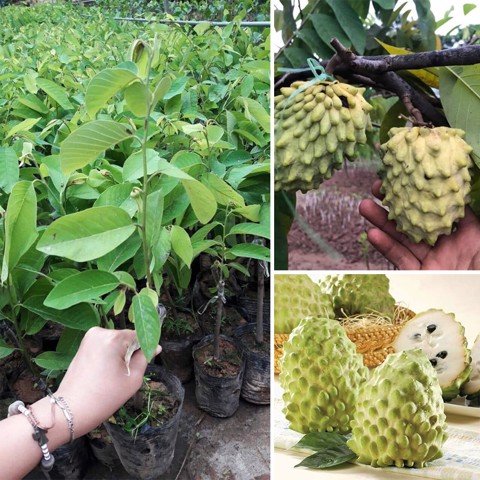 CÂY GIỐNG MÃNG CẦU NA ĐÀI LOAN. [ HƯƠNG VỊ SẦU RIÊNG, trái siêu to khổng lồ ].